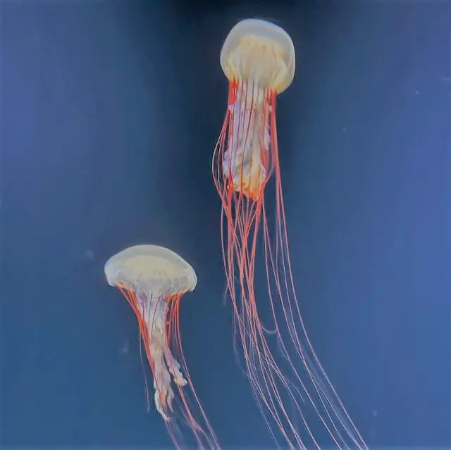 【東京陽光水族館】- 帶你穿越海洋的神奇之旅!