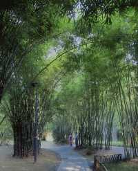 在深圳，去有風的竹林裡避避暑都涼快