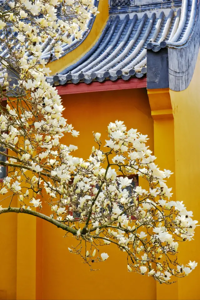 It turns out that all the beauty of Hangzhou's spring is hidden here!