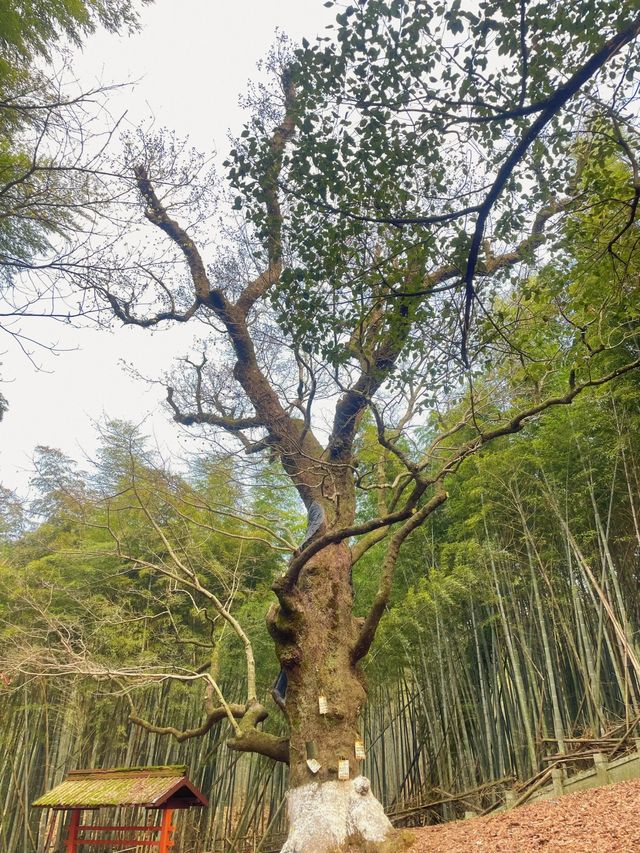 來慈溪必去五磊講寺！世界本無事一切在人心