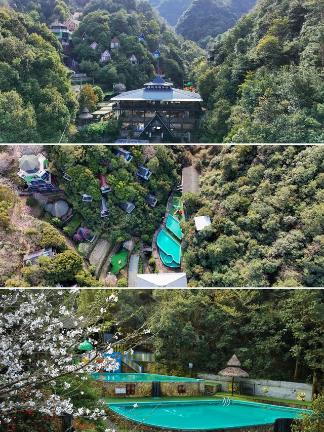 四明大橋的櫻花盛開了，自駕線路推薦