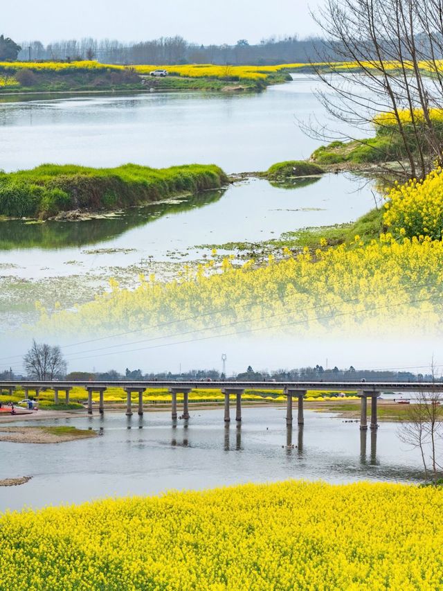 成都“小江南” | 邛崃兩河村千畝油菜花田