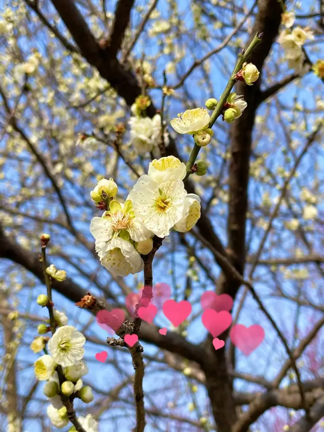 無錫‖榮氏梅園醉美