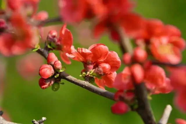 The Promise of Blooms