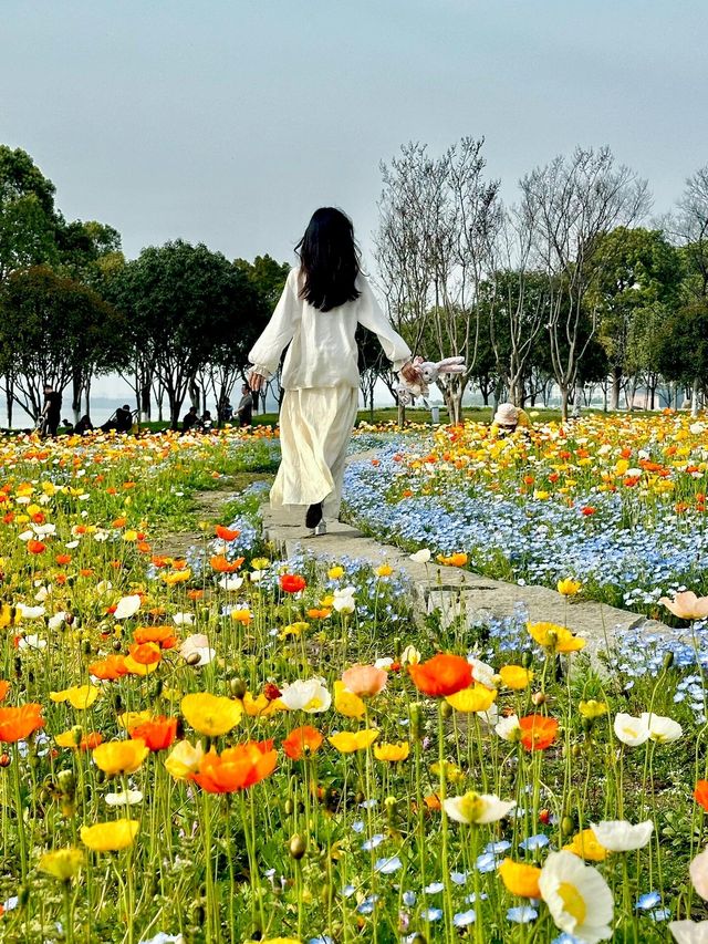 【獨墅湖公園虞美人花海】—— 莫奈花園般的浪漫景致