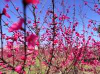 Floral 🌸 Wonderland in Longgang City