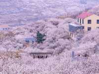 Bountiful Blossoms at DaLao Cherry Valley 🌸