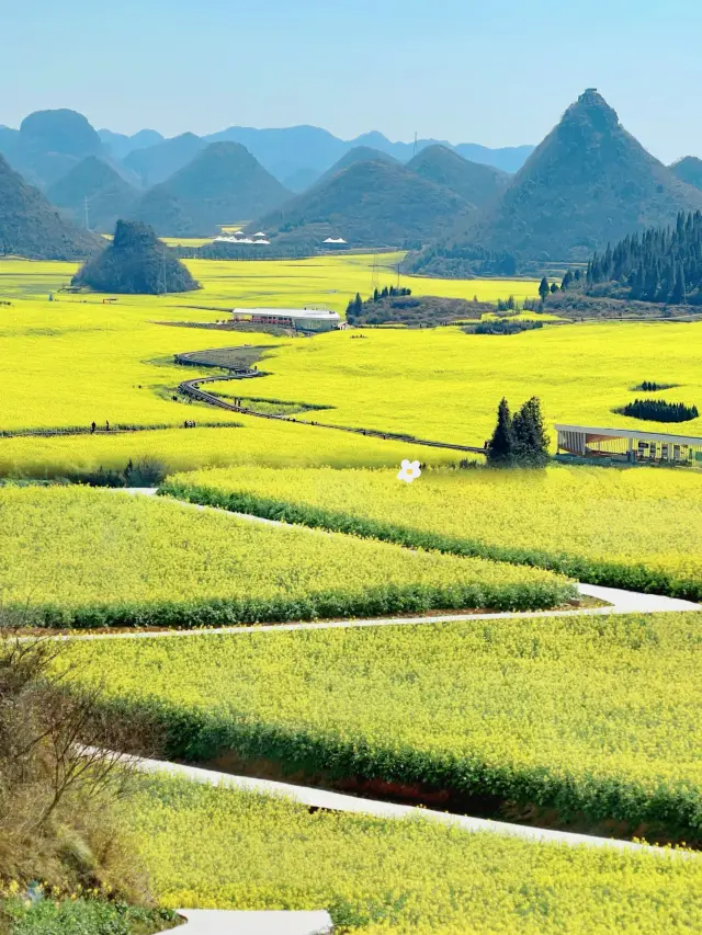 The rapeseed flowers of Luoping are the most splendid scroll of painting in the springtime