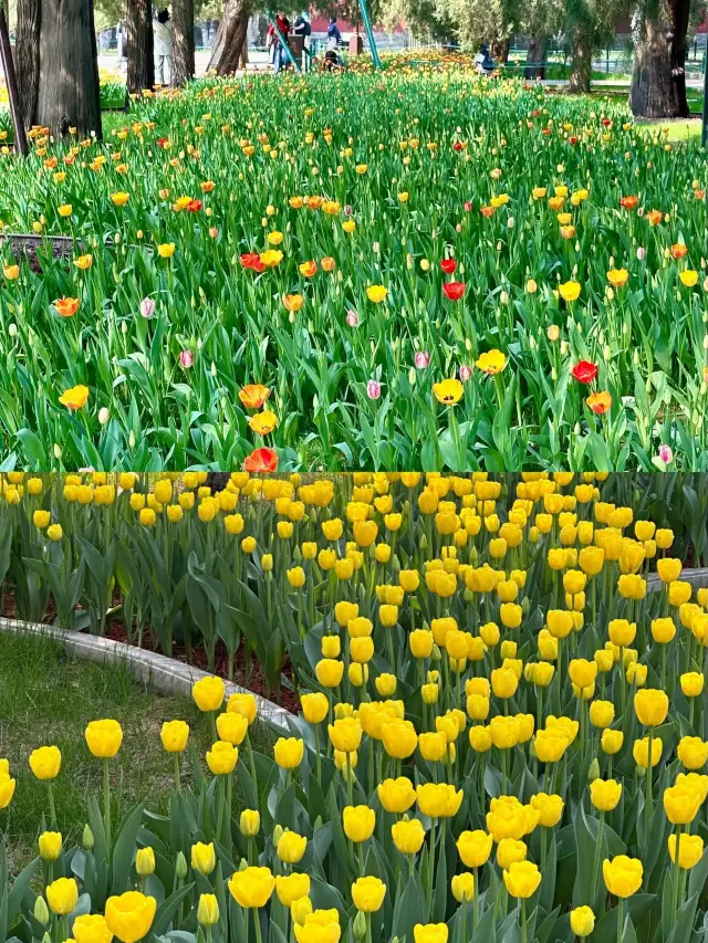 Zhongshan Park Tulip Two-Hour Time-Saving Tour Route