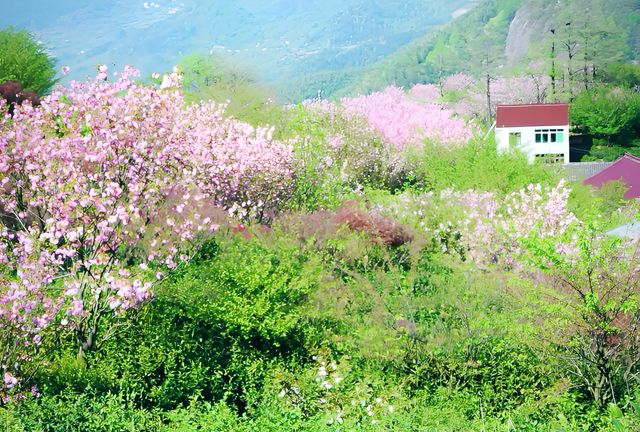 四明山覆卮山小眾賞花勝地推薦