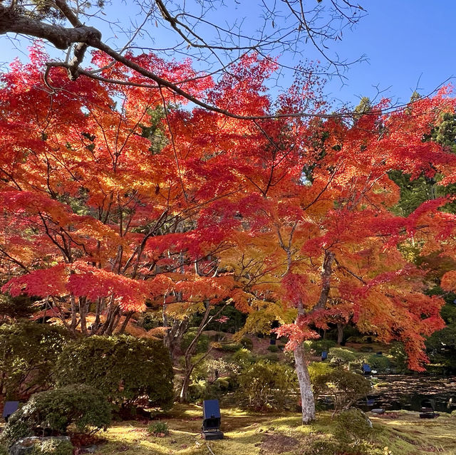 Immersed in red maple leaves 