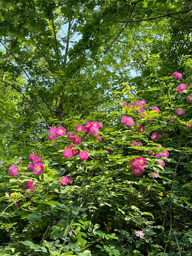 璧山秀湖公園｜常來常新的一個自然系公園