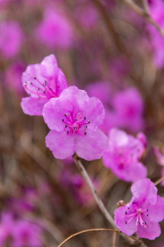 大連 | 杜鵑花雲海