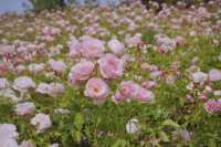 鄭州版的莫奈花園 | 西流湖公園賞花