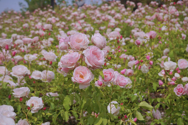 鄭州版的莫奈花園 | 西流湖公園賞花