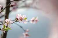 一縷春風拂動 桃花朵朵開放