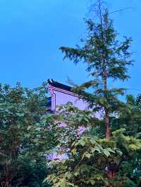 春日旅途｜上海周邊私藏踏青攻略總結