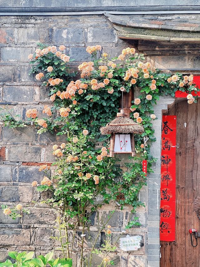 老門東的薔薇花