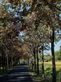 廣富林郊野公園春日賞花好去處