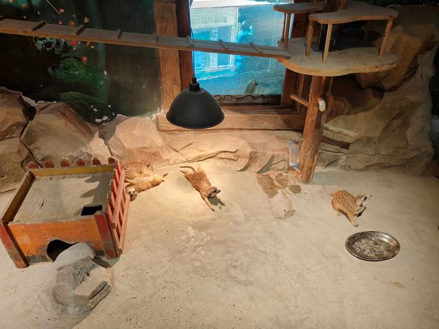 主城周末溜娃好去處｜綠色星球動物園
