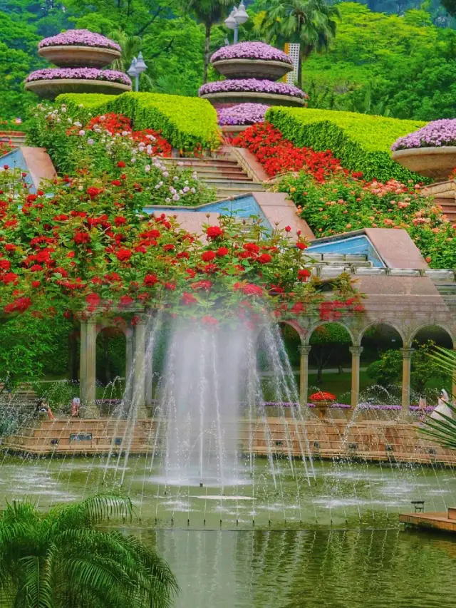 不愧是廣州的莫奈花園，開滿月季花的雲台花園，真的好美