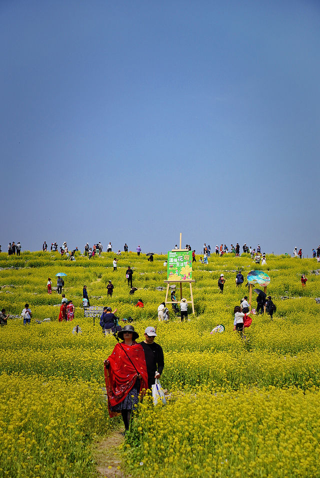 5月4日溫榆河實況｜油菜花開的好，人也多…