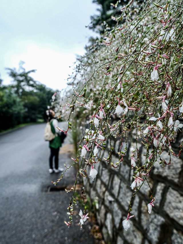 煙台旅遊｜夏日昆嵛山石門里徒步好去處