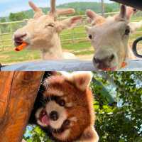 常德野生動物園！湖南人自己的“長隆”