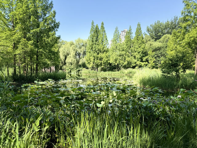濟南森林公園
