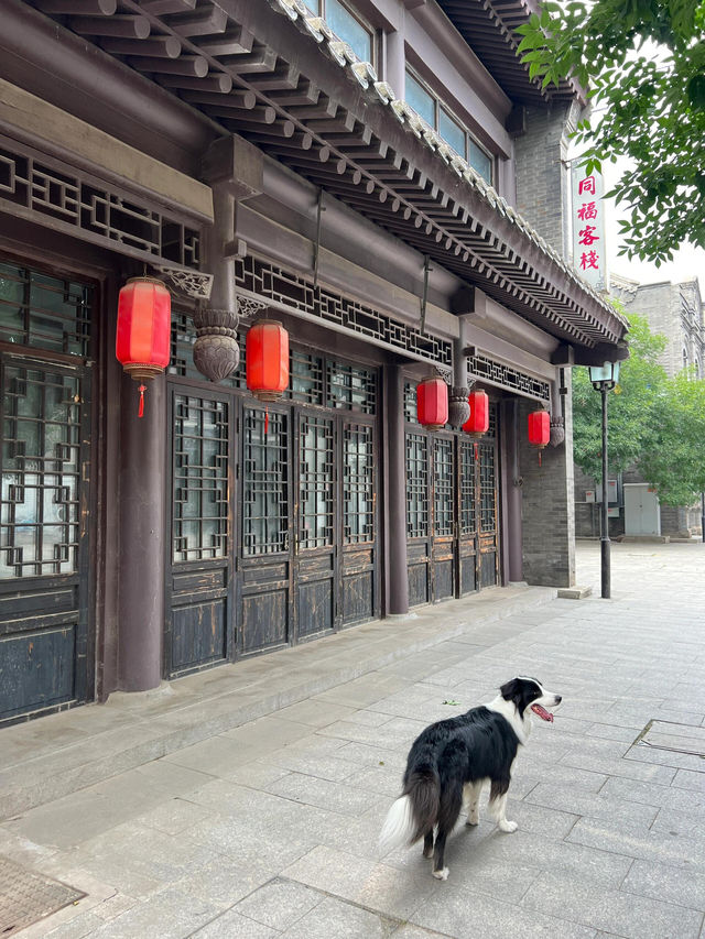 出門遛狗|天津一個不被人知的北塘古鎮