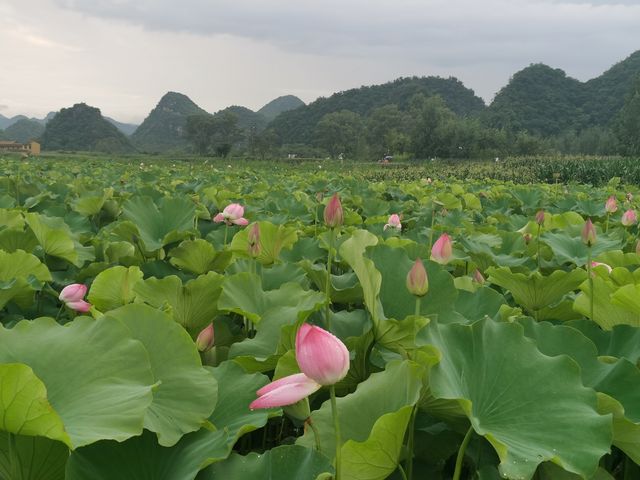 來青龍山拍日落，天鵝湖賞荷花