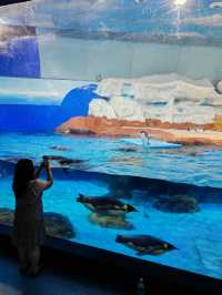 暑假帶娃嗨翻天，武漢極地海洋公園超全攻略來啦