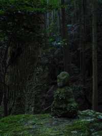 來到苔的世界｜盡情吸氧