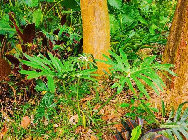 千萬不要錯過這個植物園！！！