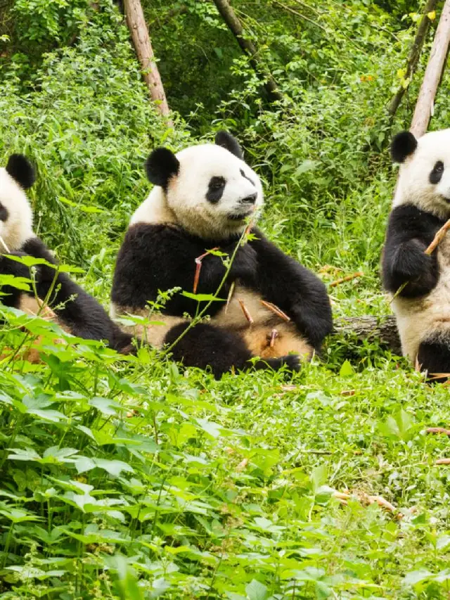 🐼 Chengdu's Top Family-Friendly Attractions 🎠