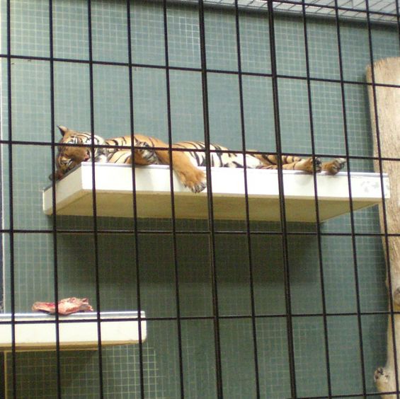 柏林動物園：舒適環境，開心遊動物園