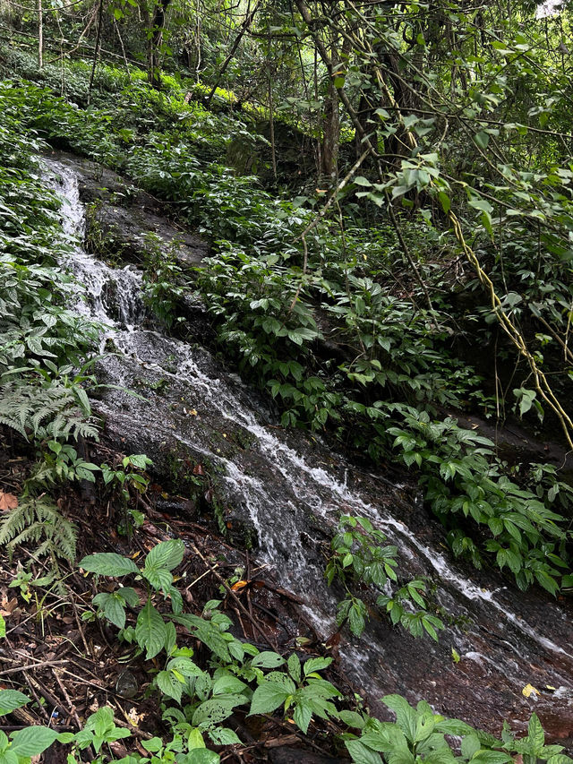 雲南秘境|西盟·龍魔爺聖地