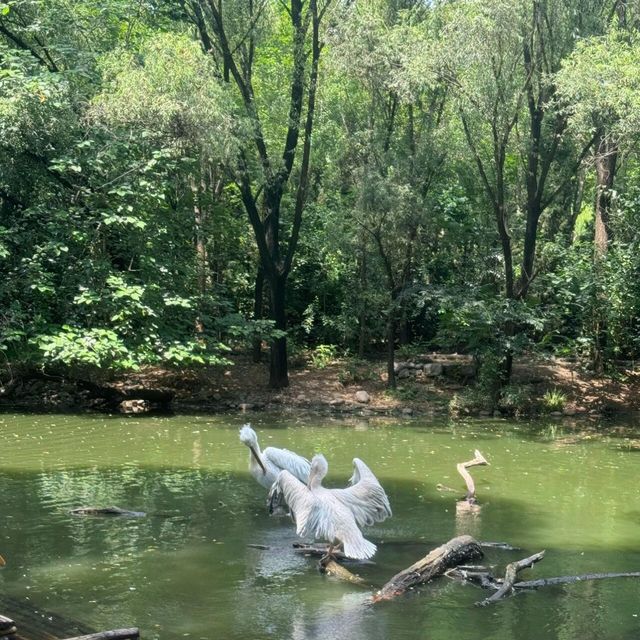 濟南野生動物世界｜與大自然的奇妙約會。
