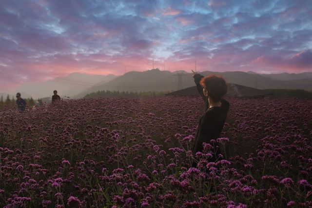 貴陽周邊遊-花溪高坡雲頂花海🪻。