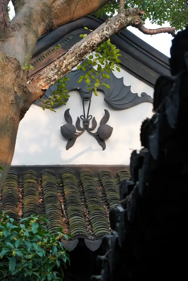 住在蘇州園林裡的暢園有熊。
