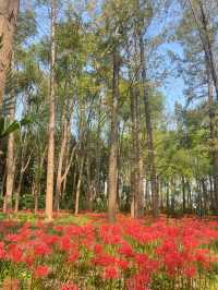 上海濱江森林公園花海谷｜拍照絕美地。