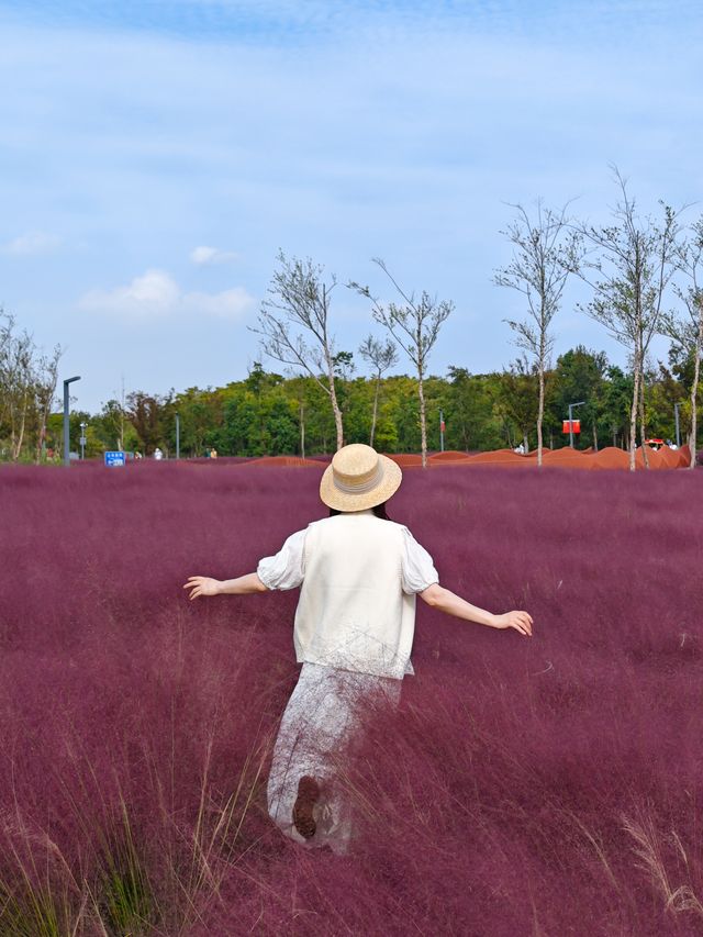 上海秋日限定濱江公園粉黛子草海賞花攻略。