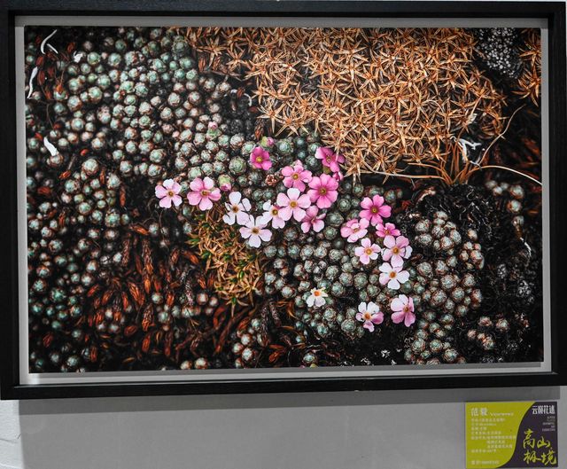 昆明大犟藝術館:美圖與首飾「跨界」演繹「雲巔花述」。 昆明大犟藝術館:美圖與首飾「跨界」演繹「雲巔花述」。
