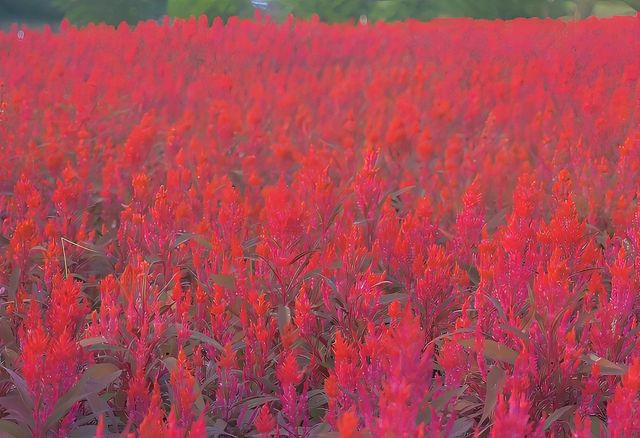 10月深圳花海大爆發。