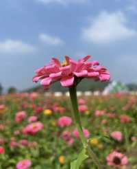 花海賞秋！杭州秋天的別樣浪漫~。