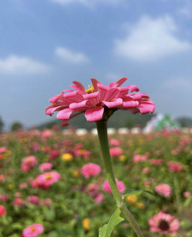 花海賞秋！杭州秋天的別樣浪漫~。