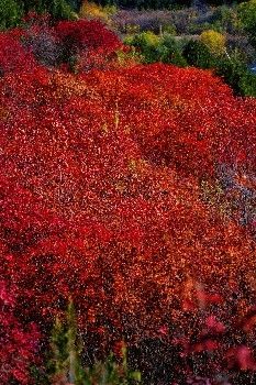 順義舞彩淺山白毛峪人少景美紅葉免費看。