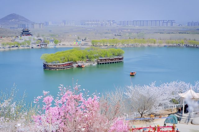 櫻花風景區。