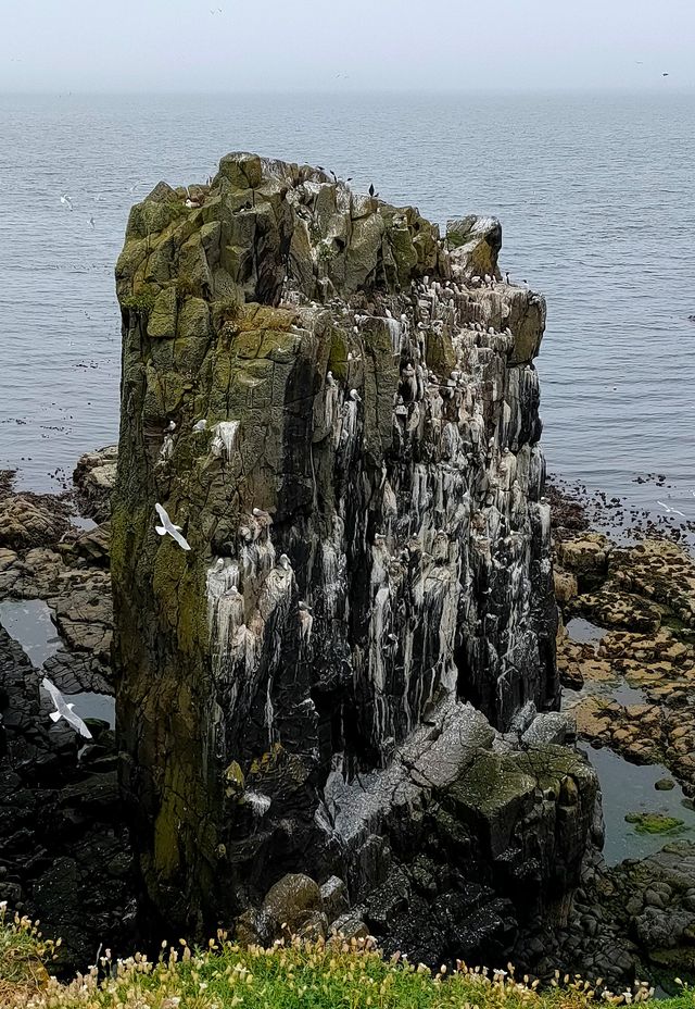 蘇格蘭五月島風景地貌。
