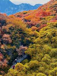 答應我，北京的秋天一定要來一趟坡峰嶺。